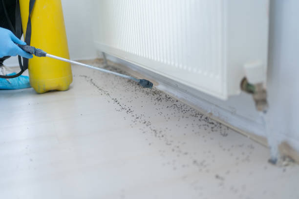 Best Spider Control Near Me  in Wallington, NJ