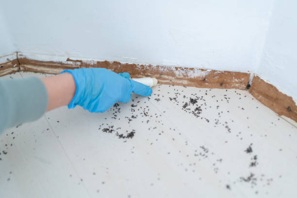 Best Affordable Pest Control Services  in Wallington, NJ